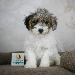 Miniature Poodle Puppy for Sale