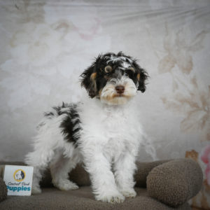 Miniature Poodle Puppy for Sale