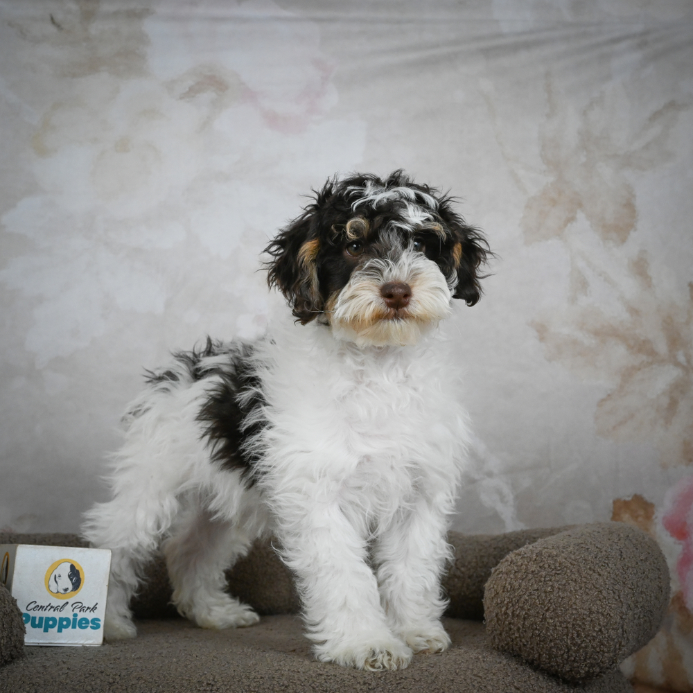Miniature Poodle Puppy for Sale in NYC
