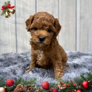F1b Maltipoo Puppy for Sale