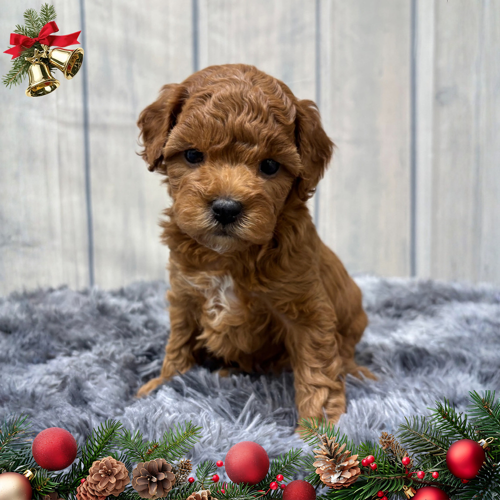 F1b Maltipoo Puppy for Sale in NYC
