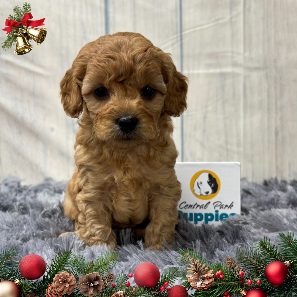 F1b Maltipoo Puppy for Sale in NYC