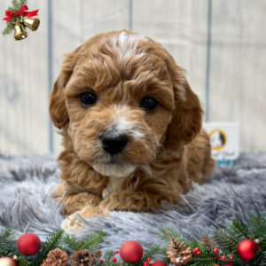 F1b Maltipoo Puppy for Sale