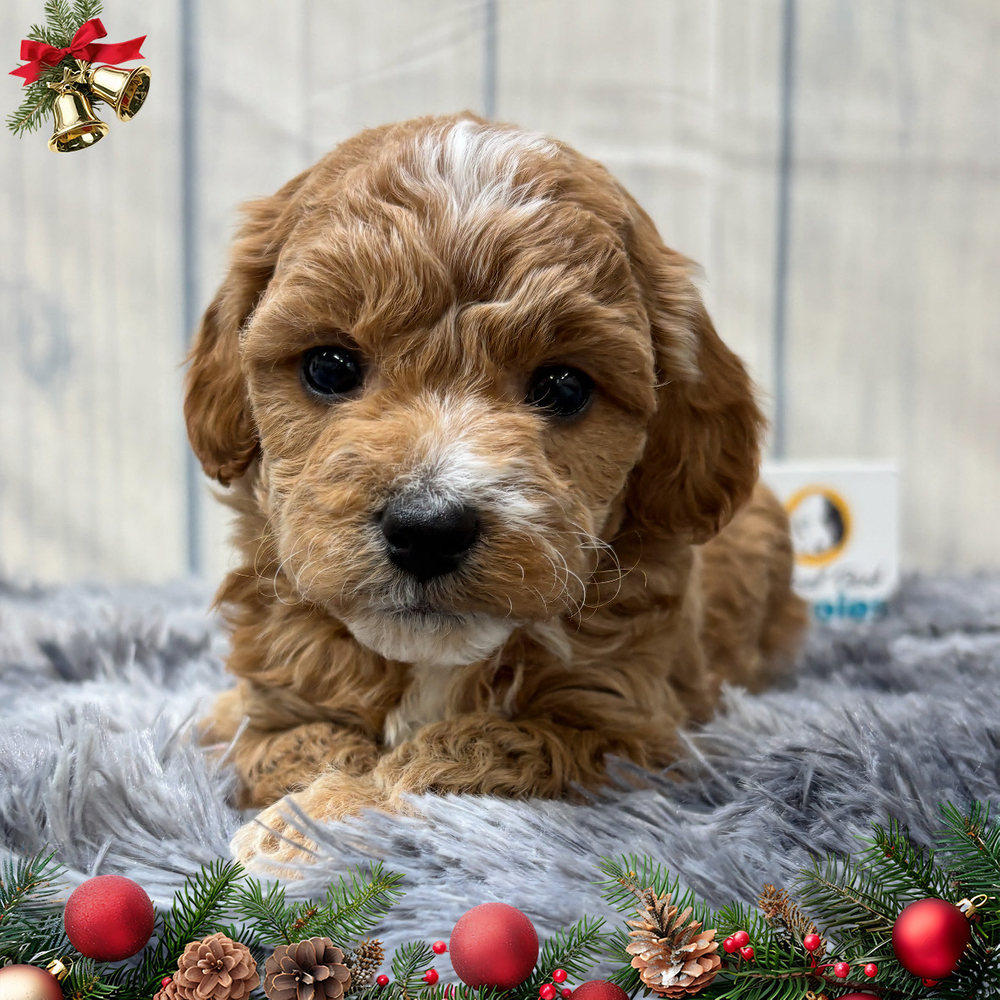 F1b Maltipoo Puppy for Sale in NYC