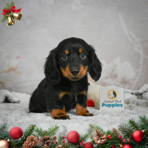 Mini Dachshund Puppy for Sale