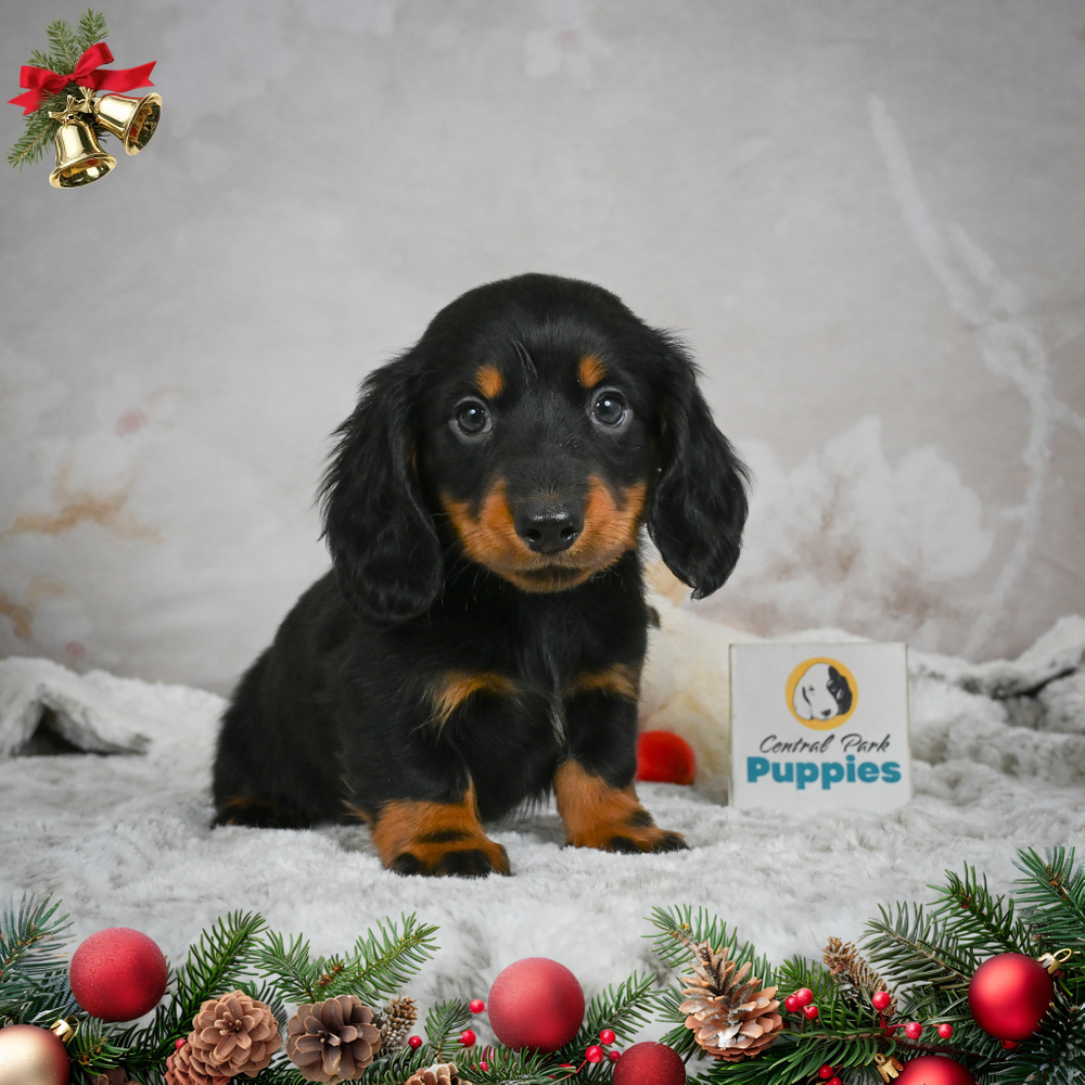 Mini Dachshund Puppy for Sale in NYC