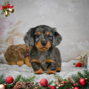 Mini Dachshund Puppy for Sale