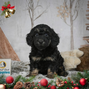F1b Cockapoo Puppy for Sale