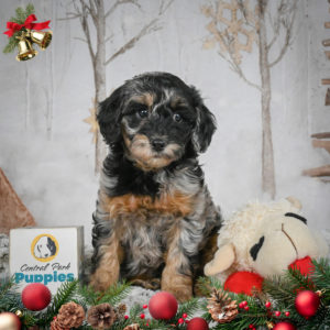 F1b Cockapoo Puppy for Sale