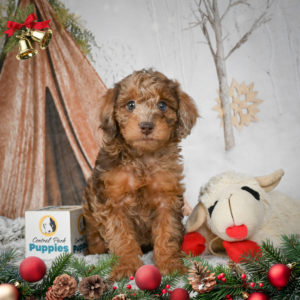 F1b Cockapoo Puppy for Sale
