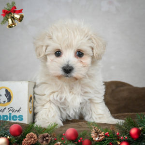 F1 Maltipoo Puppy for Sale