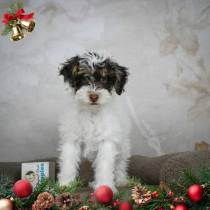 Miniature Poodle Puppy for Sale