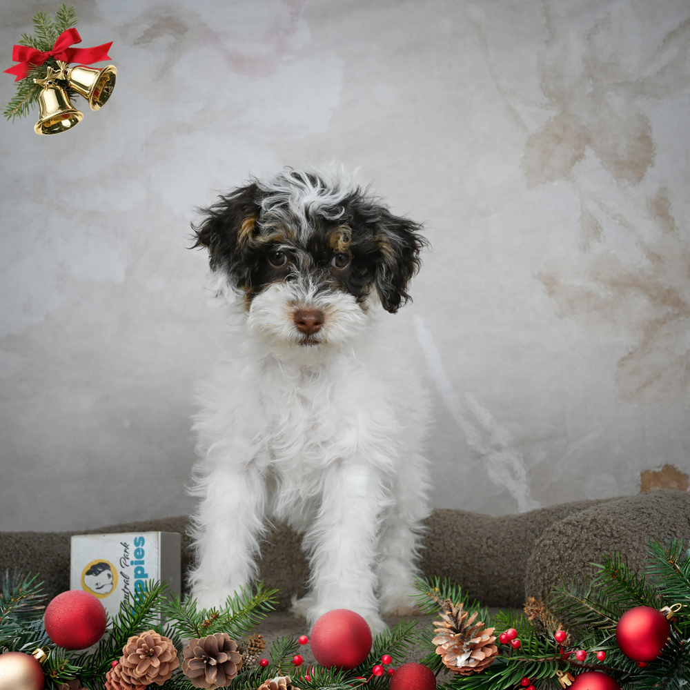 Miniature Poodle Puppy for Sale in NYC