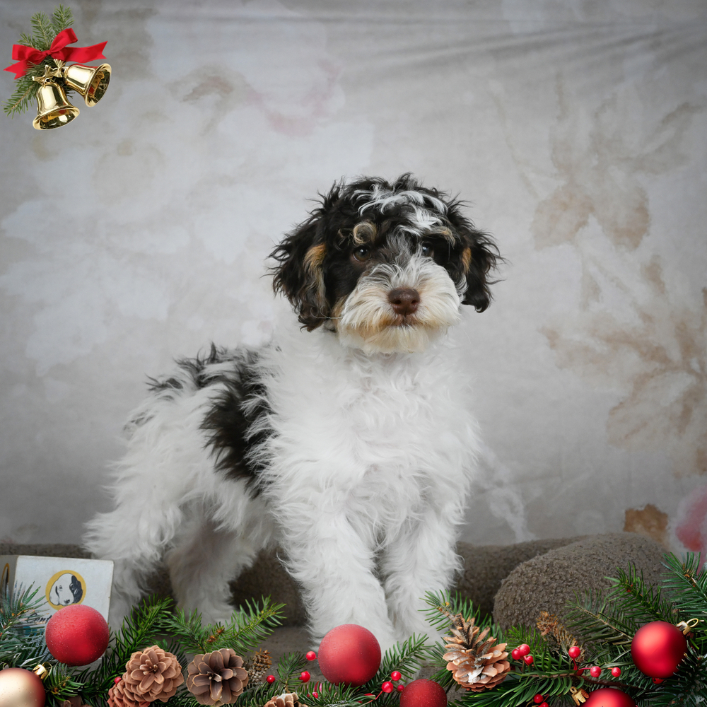 Miniature Poodle Puppy for Sale in NYC