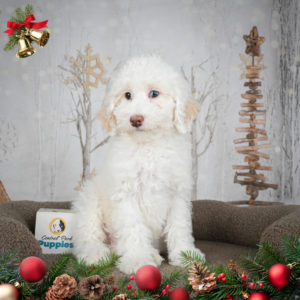 Miniature Poodle Puppy for Sale