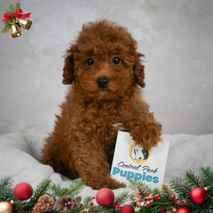 F1b Maltipoo Puppy for Sale