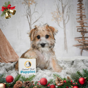 F1 Morkie Puppy for Sale