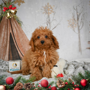 F1b Cavapoo Puppy for Sale