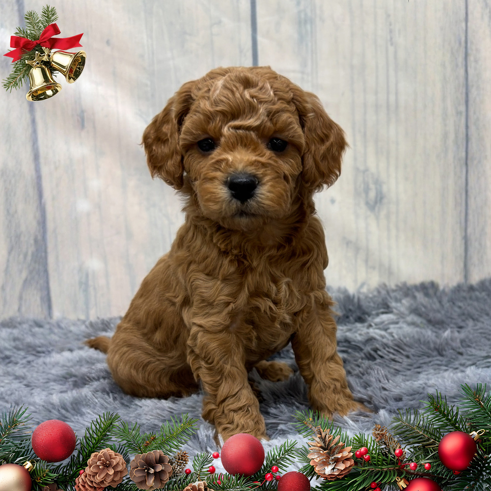 F1b Maltipoo Puppy for Sale in NYC