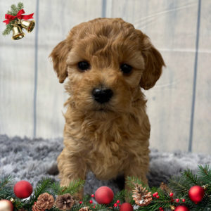 F1b Maltipoo Puppy for Sale