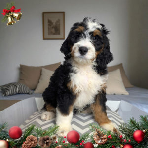 F1 Mini Bernedoodle Puppy for Sale