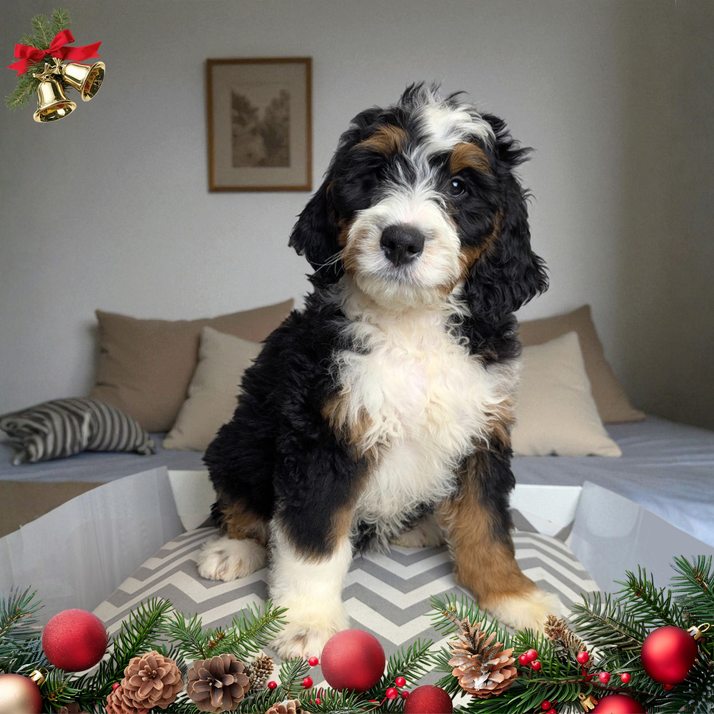F1 Mini Bernedoodle Puppy for Sale in NYC