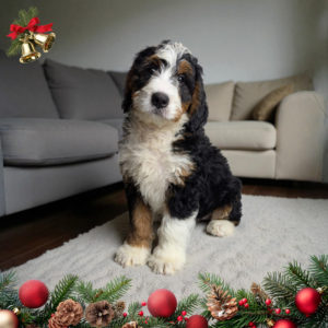 F1 Mini Bernedoodle Puppy for Sale