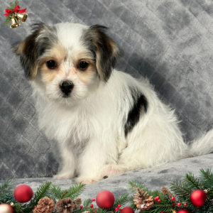 F1 Morkie Puppy for Sale