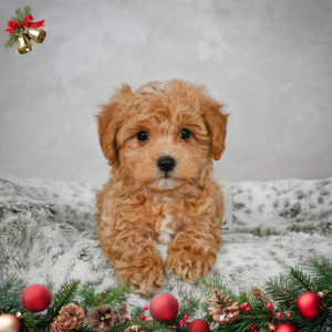 F1 Maltipoo Puppy for Sale