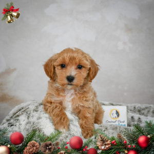 F1 Maltipoo Puppy for Sale