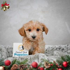 F1 Maltipoo Puppy for Sale