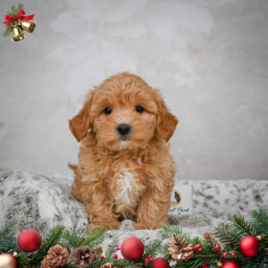 F1 Maltipoo Puppy for Sale
