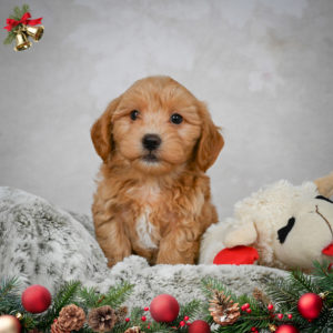 F1 Maltipoo Puppy for Sale