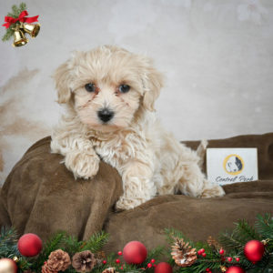 F1 Maltipoo Puppy for Sale