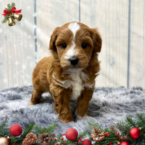 F1b Maltipoo Puppy for Sale