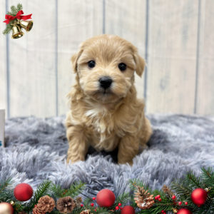 F1b Maltipoo Puppy for Sale