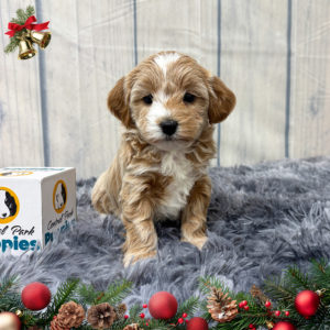 F1b Maltipoo Puppy for Sale