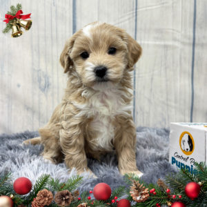 F1b Maltipoo Puppy for Sale