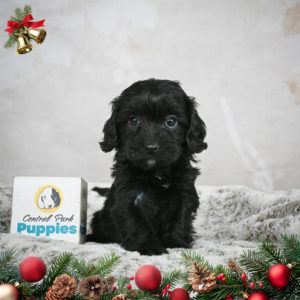 F1 Cavapoo Puppy for Sale