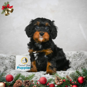 F1 Cavapoo Puppy for Sale
