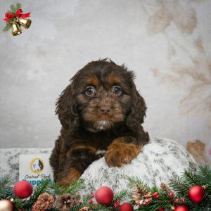 F1 Cockapoo Puppy for Sale