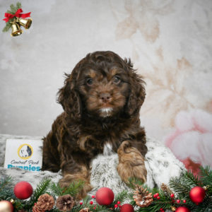 F1 Cockapoo Puppy for Sale