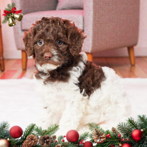 F1b Cavapoo Puppy for Sale