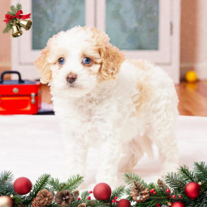 F1b Cavapoo Puppy for Sale