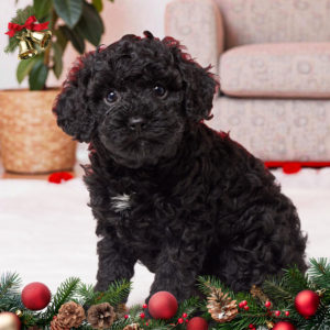 F1b Cavapoo Puppy for Sale