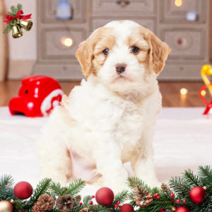 F1b Cavapoo Puppy for Sale