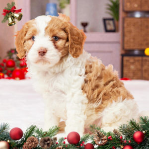 F1b Cavapoo Puppy for Sale
