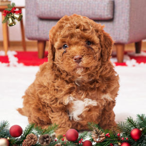 F1b Cavapoo Puppy for Sale