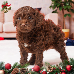 F1b Cavapoo Puppy for Sale