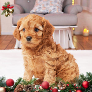 F1 Cavapoo Puppy for Sale